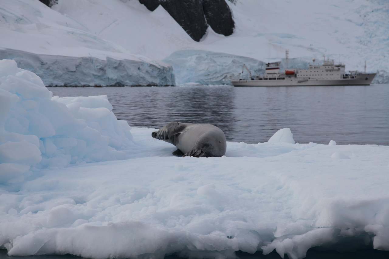 Crabeater seal – Lobodon carcinophaga or carcinophagus – looking human on the free-floating pack ice, shadowed by the Академик Сергей Вавилов – Akademik Sergey Vavilov