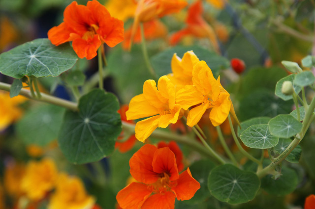 flowers of Covadonga golden and red