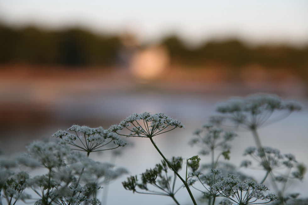 Великая Река – flowers on the Velikaya River