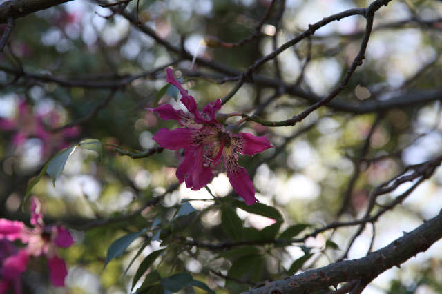 flowers in Colonia del Sacramento